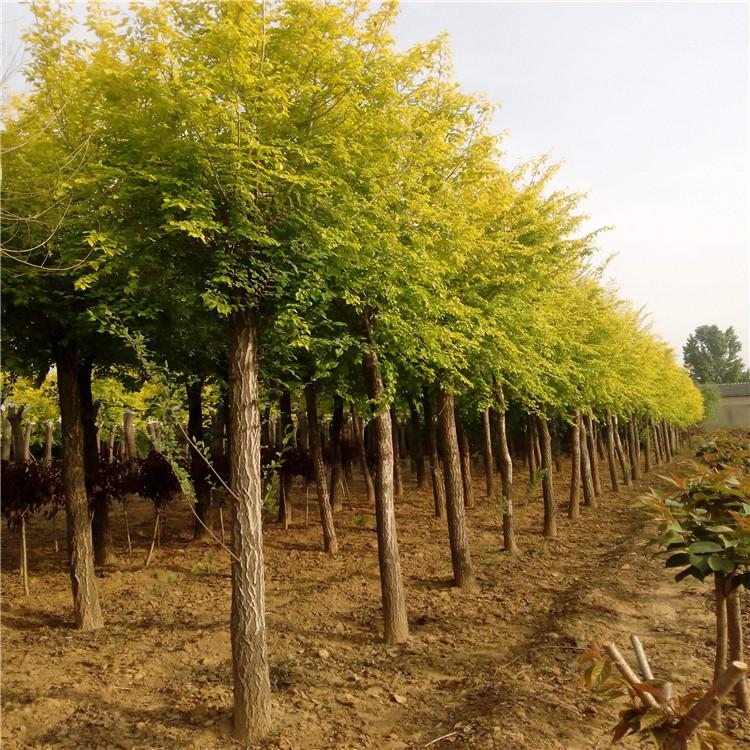 矮接金叶榆 14公分金叶榆 货源充足