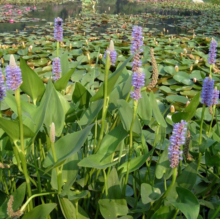 挺水植物 挺水植物批发 千屈菜 水生植物 千屈菜苗大量供应