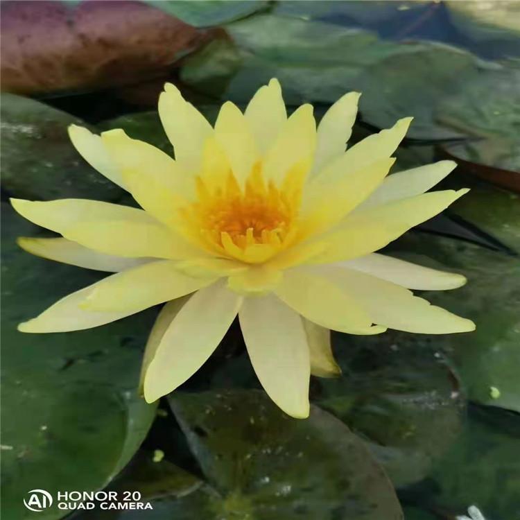 睡莲 大量供应优质睡莲 耐寒睡莲 睡莲苗 水生植物批发