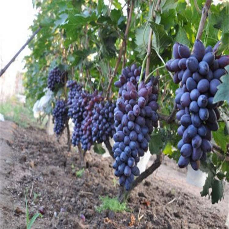 厂家供应葡萄苗 规格齐全 