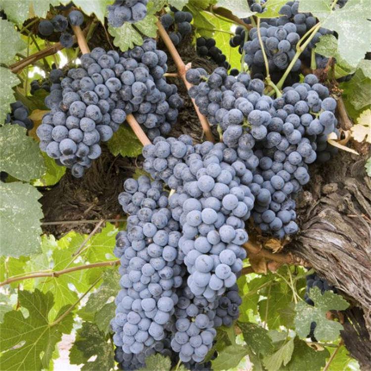 现挖批发中国红玫瑰葡萄苗 品种纯正