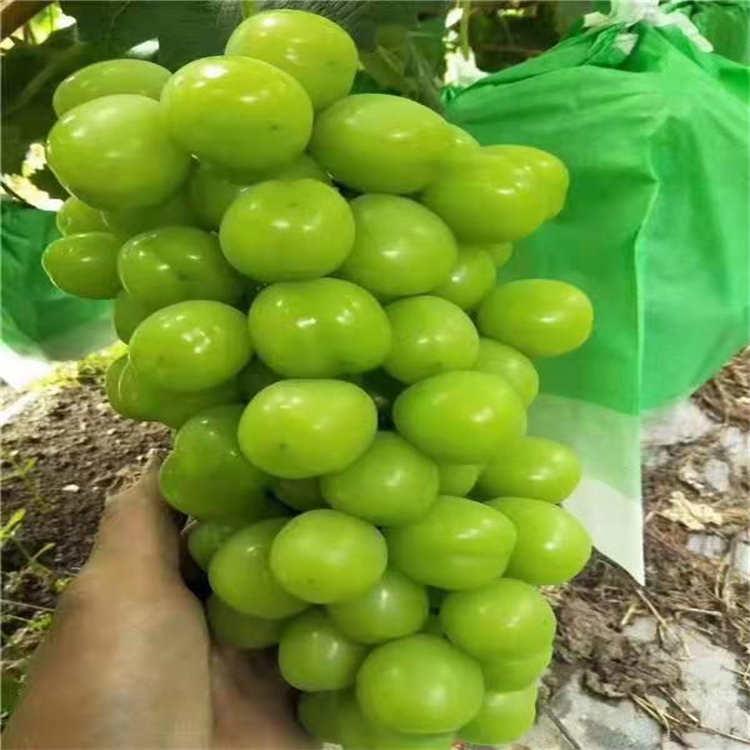 红玫瑰葡萄苗品种 现货供应