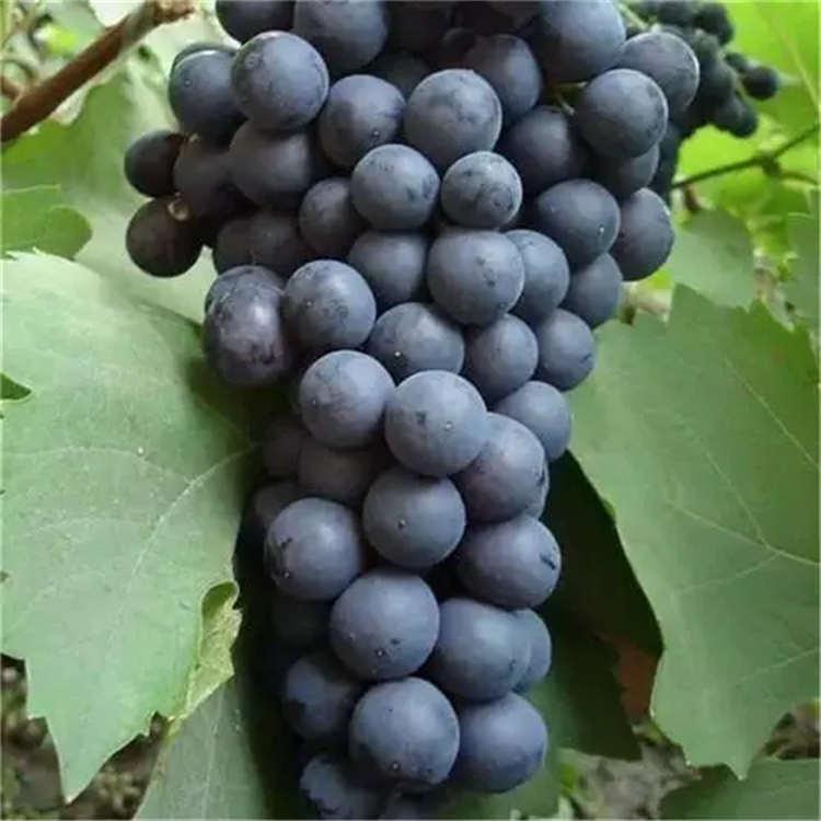 葡萄苗采购报价 河北厂家