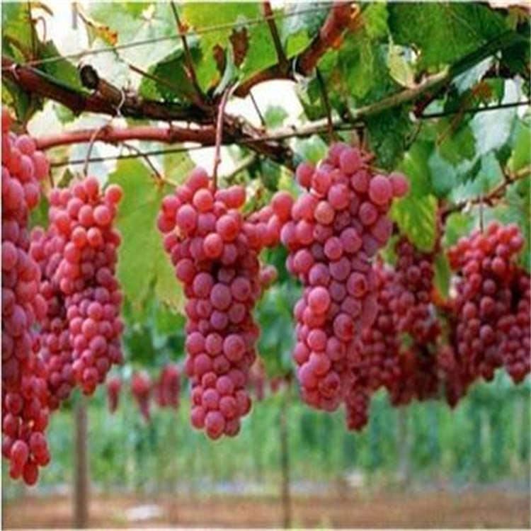 葡萄苗果大 成活率高 秦皇岛厂家热销