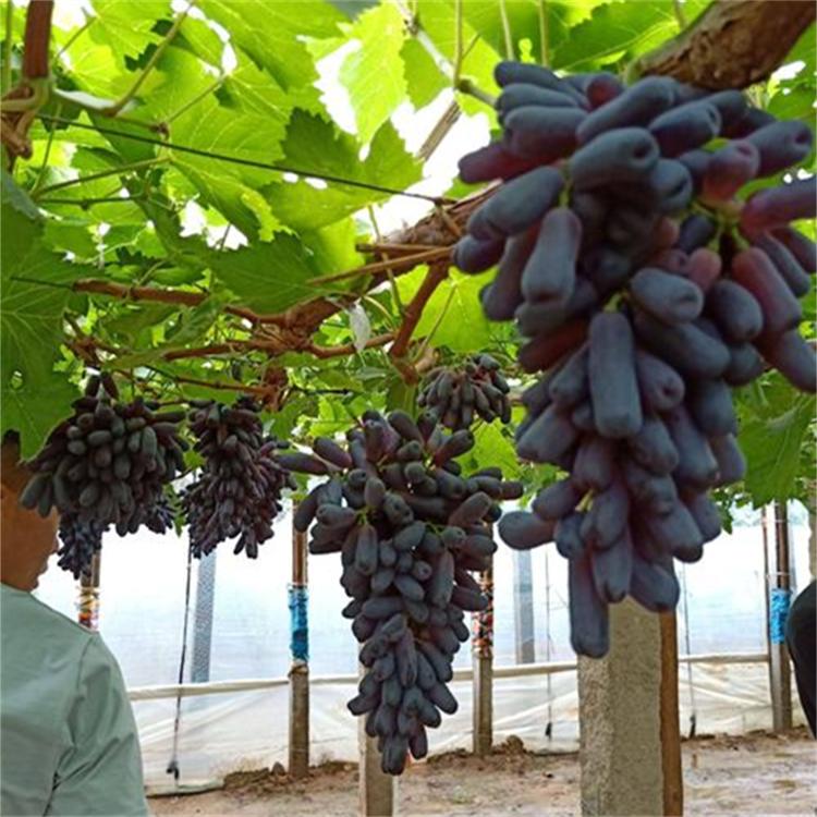 四倍体品种 杂交种 葡萄
