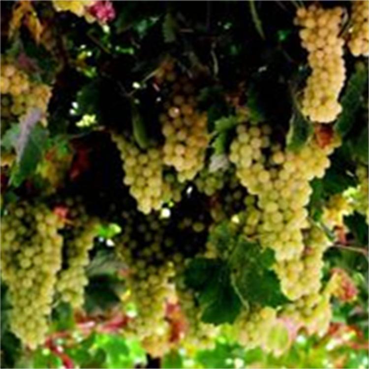 玫瑰葡萄预售开始啦