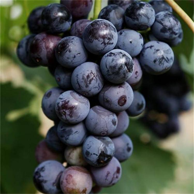 大粒新鲜藤引葡萄乒乓球葡萄孕婴水果现摘