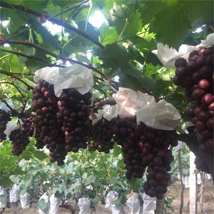 葡萄 孕妇推荐当季新鲜水果 有籽可剥皮 当天现摘发货 坏果包赔 特产新鲜到家