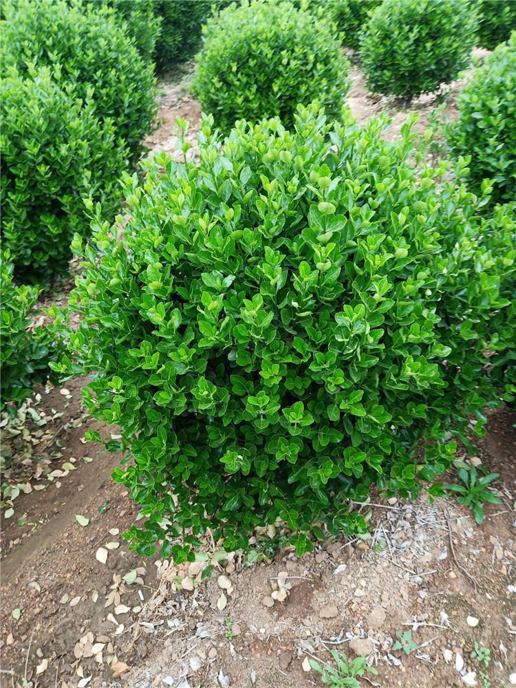 大叶黄杨球批发，大叶黄杨基地直供 大叶黄杨苗价格实惠