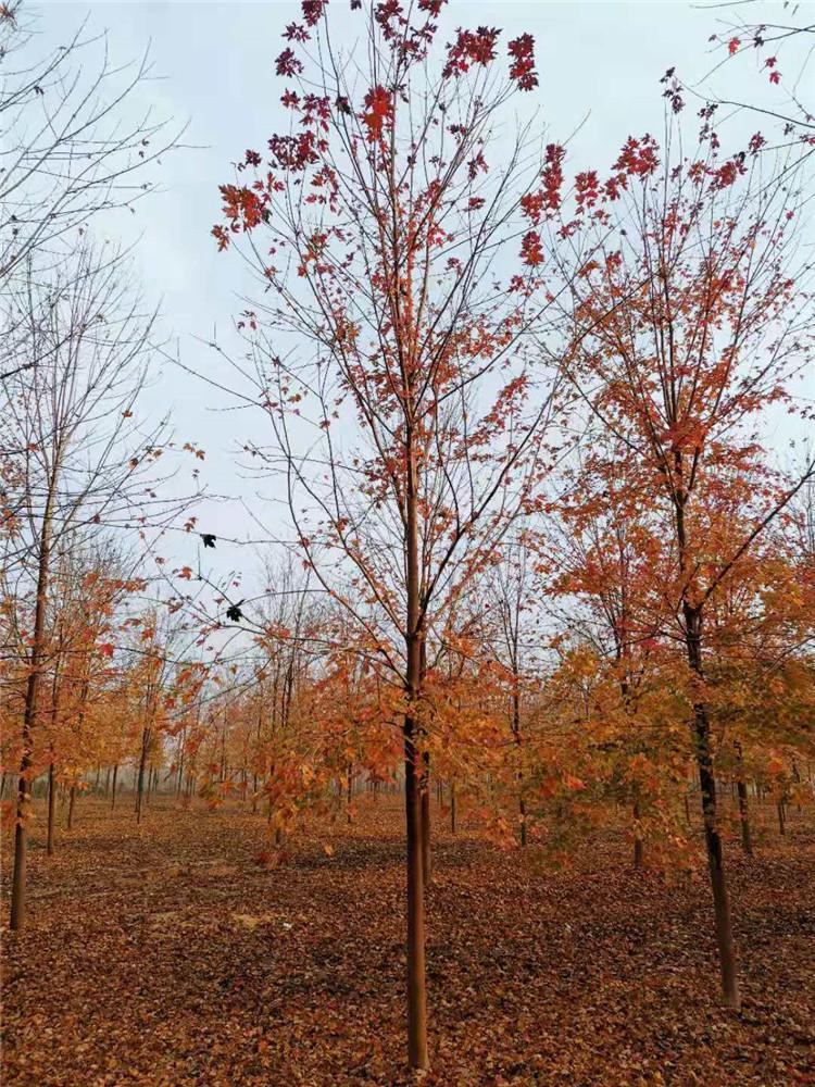 8-12公分精品红枫 苗圃直供优质红枫 红枫树价格