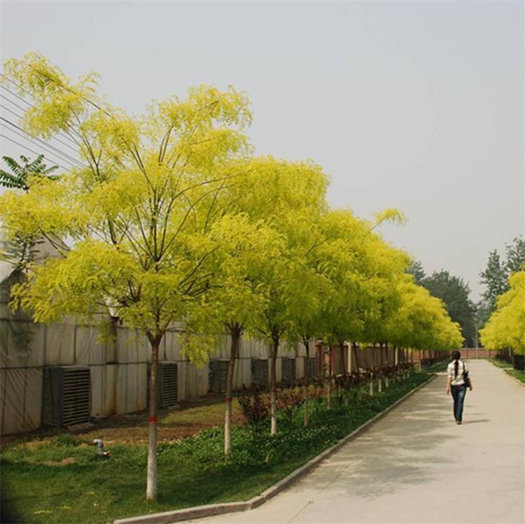 五角枫 批发优质五角枫树苗 五角枫 优质五角枫树苗精选厂家