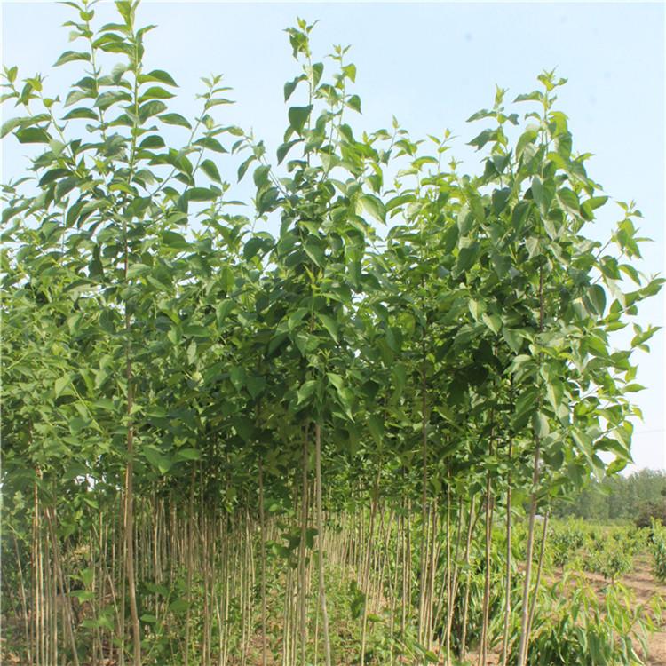 10公分杜仲价格 15公分杜仲价格 杜仲公分齐全 大量批发