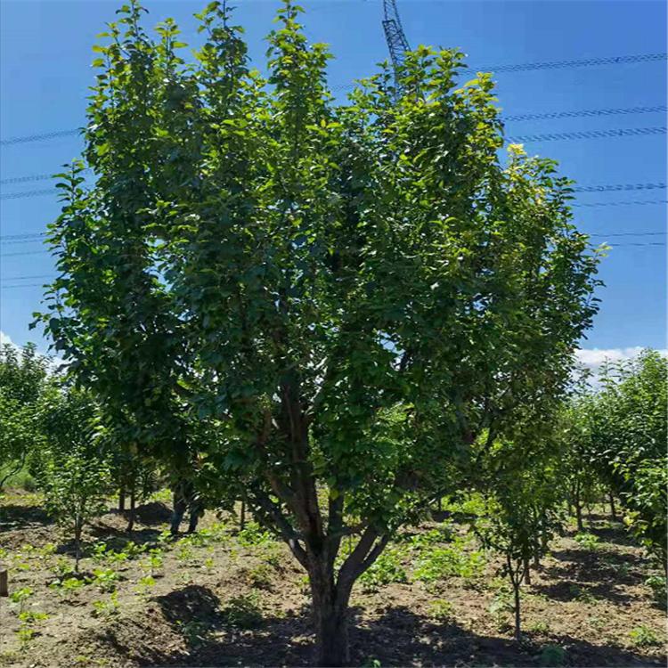 供应各种规格八棱海棠树  绿化用海棠树 果海棠苗圃出售 绿化用海棠树