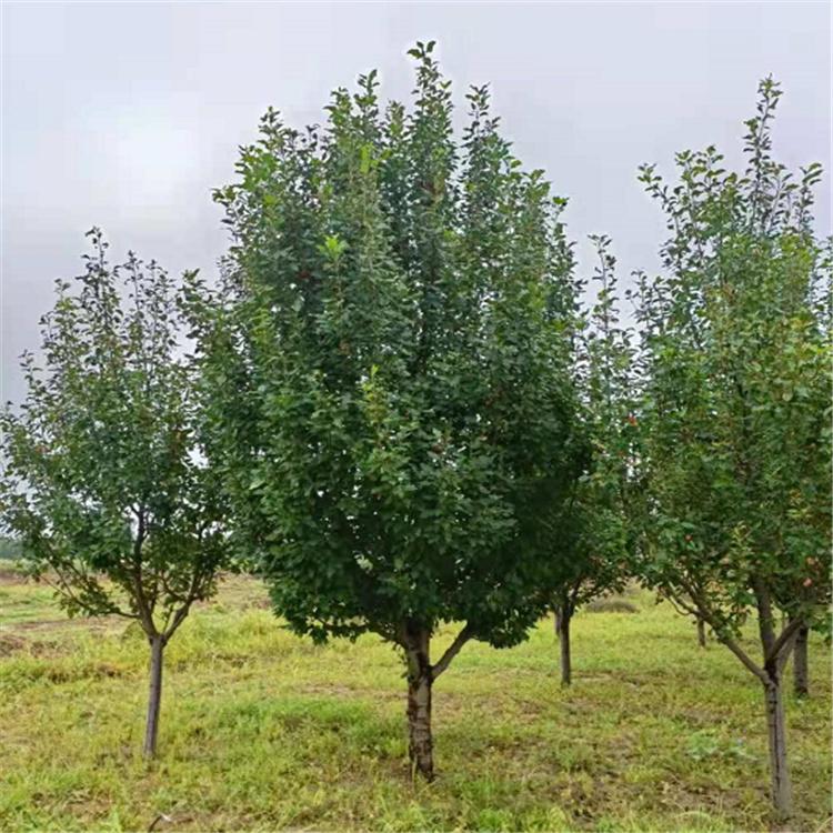 八棱海棠树 供应海棠树苗 枝条细长 树型优美 工程绿化海棠树 厂家直供
