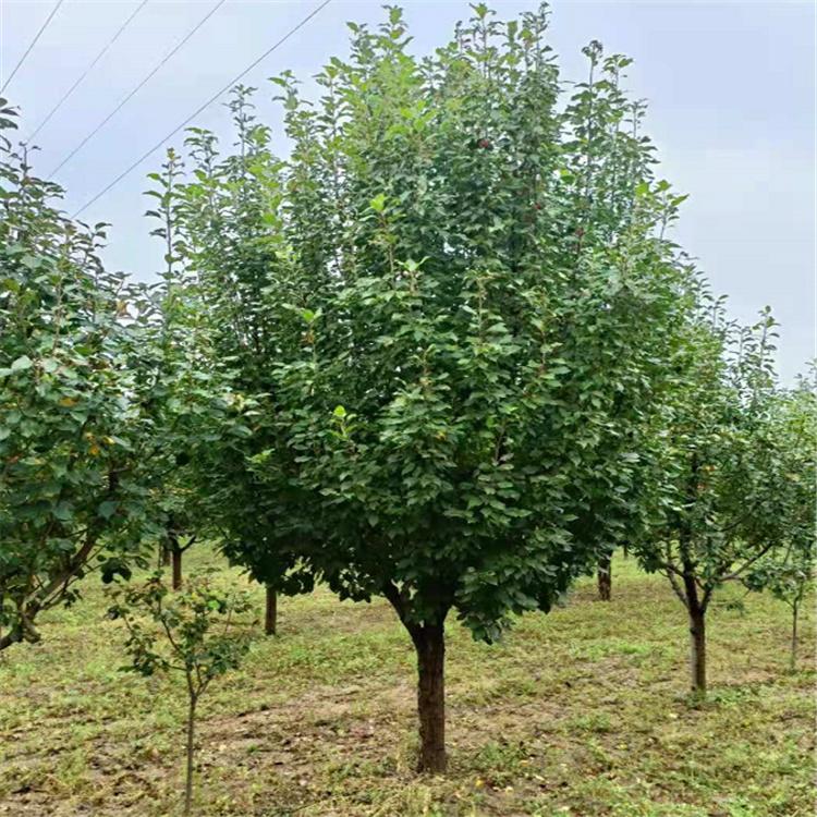 长期销售 八棱海棠树 绿化用海棠树 八棱海棠树 大量供应基地厂家