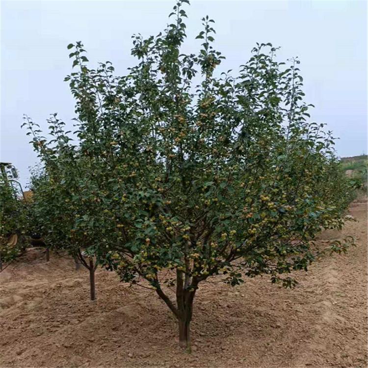  供应八棱海棠树 八棱海棠树量大从优 绿化专用观赏海棠树 厂家直销