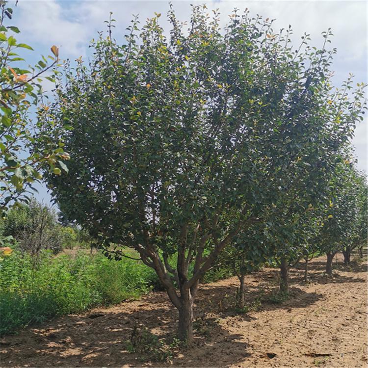 现货供应 八棱海棠价格 绚丽海棠 西府海棠 八棱海棠树 市场价格厂家