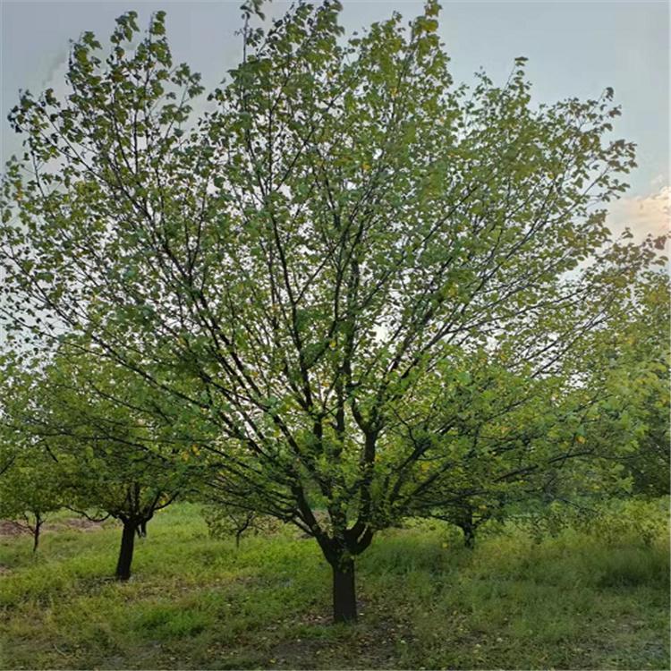 绚丽海棠树种植 八棱海棠景观树 八棱海棠绿植基地考察 八棱海棠树存活率高