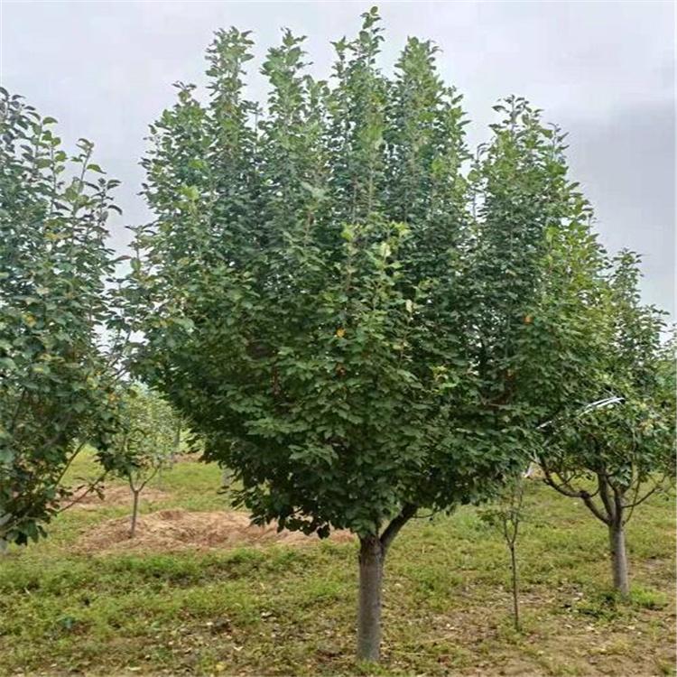 厂家出售 八棱海棠树 供应海棠树苗 枝条细长 树型优美 基地直销八棱果 