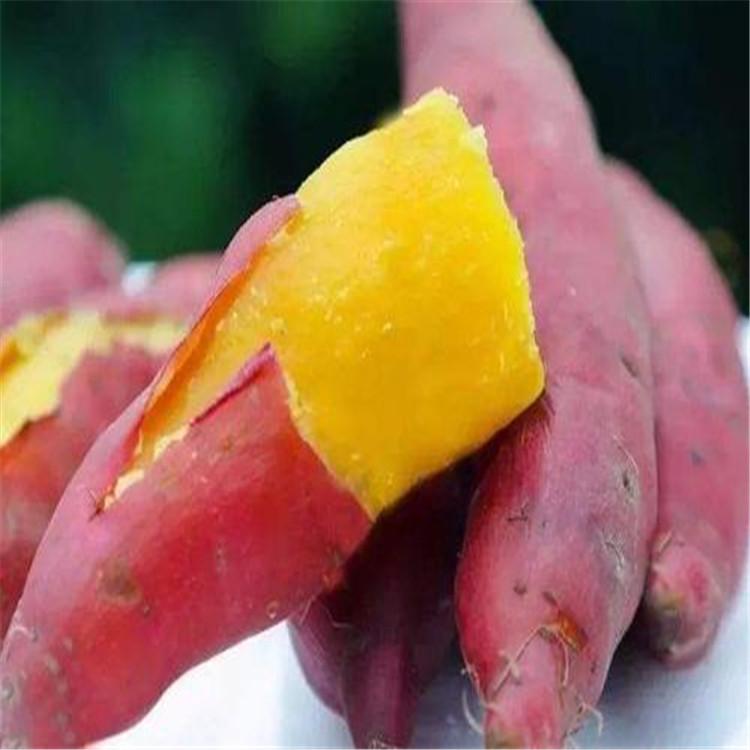 鲜红薯 现挖现卖 个大香甜 专业种植
