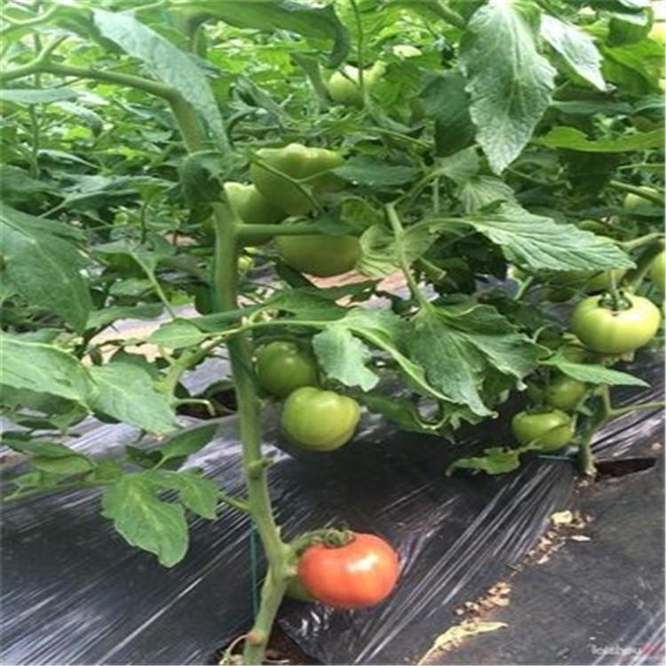 镇江大蒜代收厂家 绿色有机蔬菜 杂交蒜米