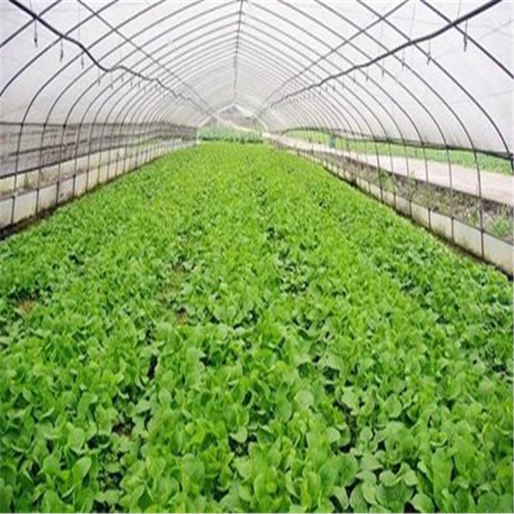 智能版无土栽培蔬菜种植柜水培农业有机蔬菜种植设备无土栽培厂家