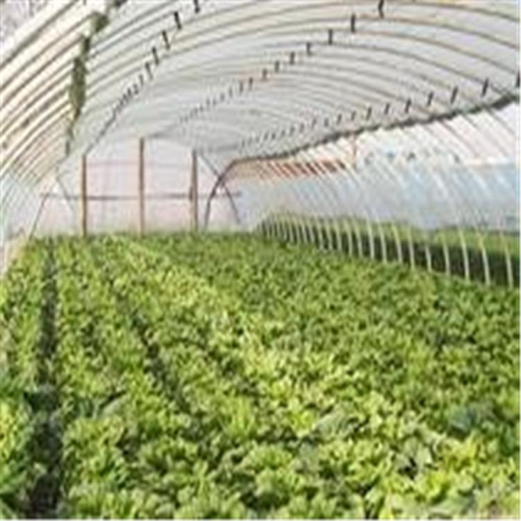 有机蔬菜配送 正规食堂蔬菜配送公司