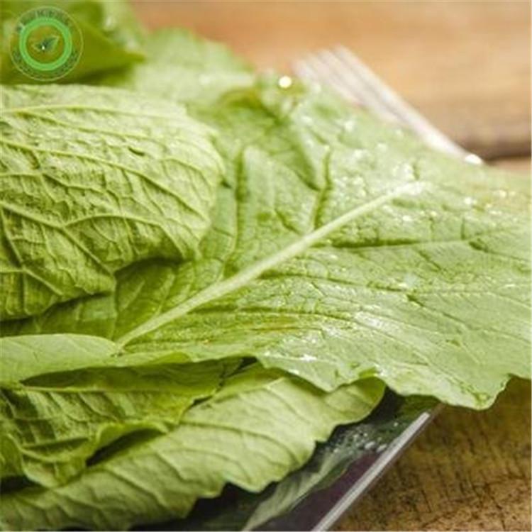 无土栽培有机蔬菜 蔬菜种植技术 免费指导培训 引进国外先进技