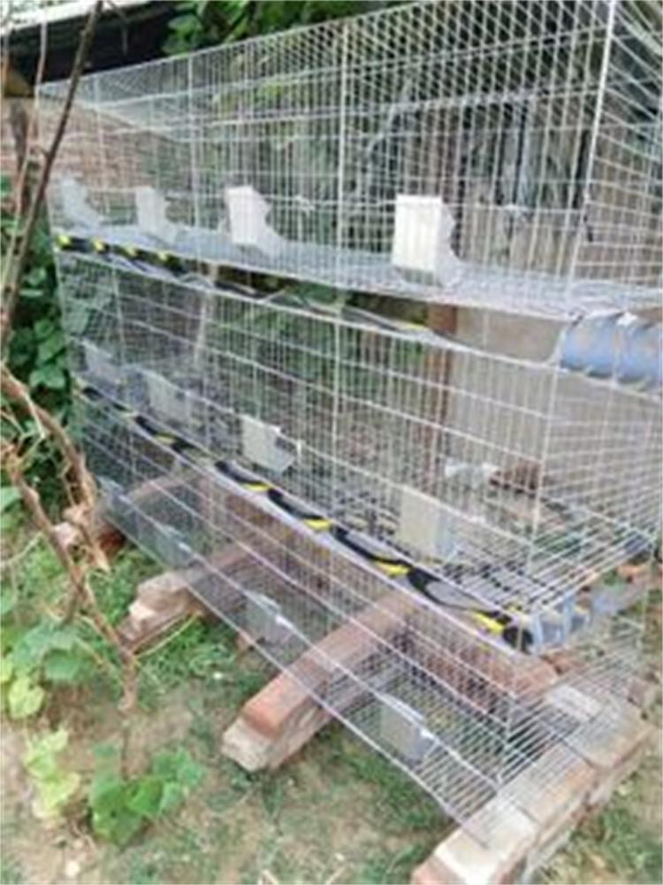 加厚兔子笼 大型立式兔 三层兔子笼 长期销售