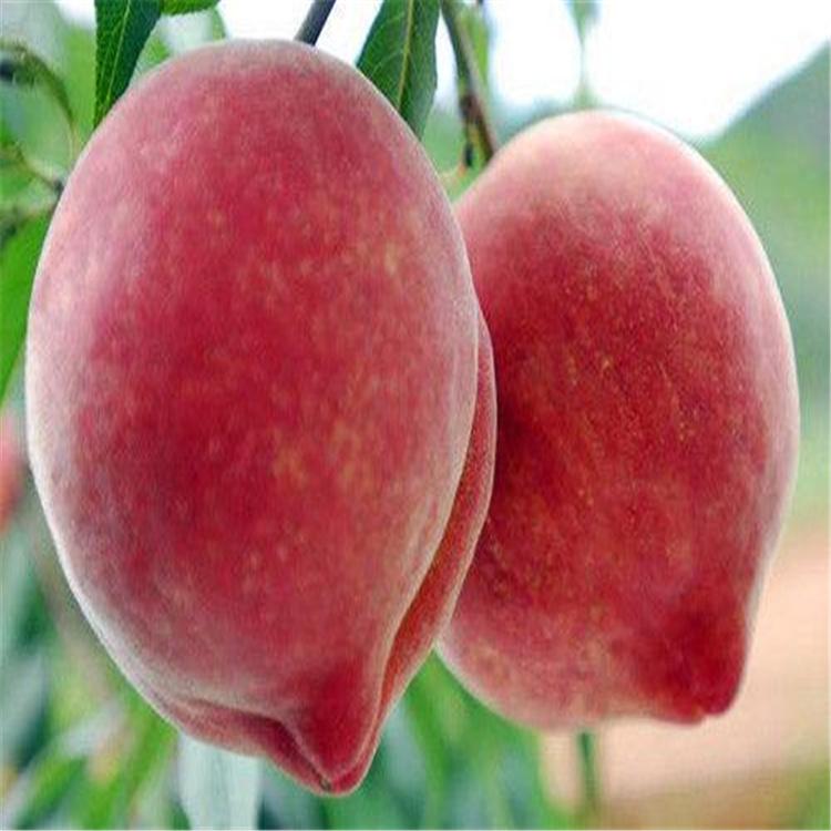 极早熟离核桃  离核白桃  果科种植  味美价廉