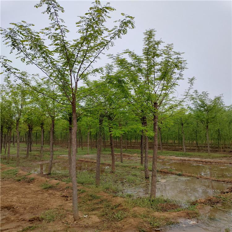 郭氏园林 园林刺槐大量供应 绿化苗木刺槐 价格优惠