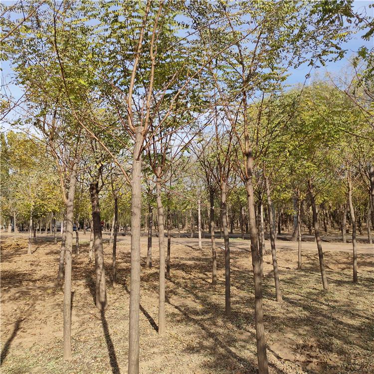 郭氏园林 园林刺槐价格优惠 平头长帽刺槐 欢迎咨询