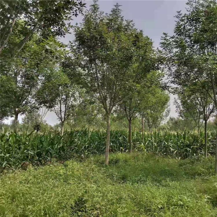 郭氏园林 对节白蜡批量供应 金叶白蜡 价格优惠