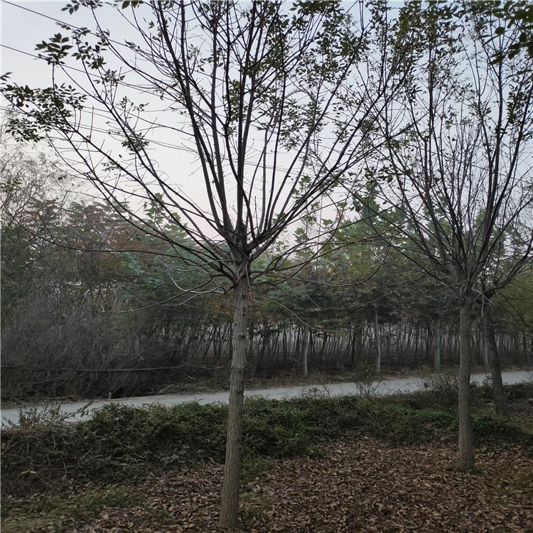 郭氏园林 景观绿植白蜡出售 园林白蜡  欢迎致电