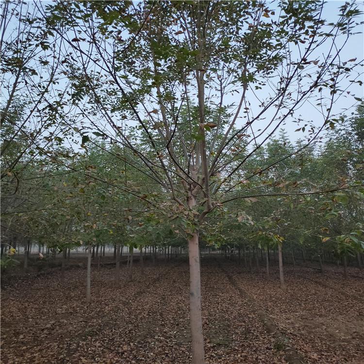 郭氏园林 行道庭荫白蜡大量批发 园林白蜡  欢迎咨询