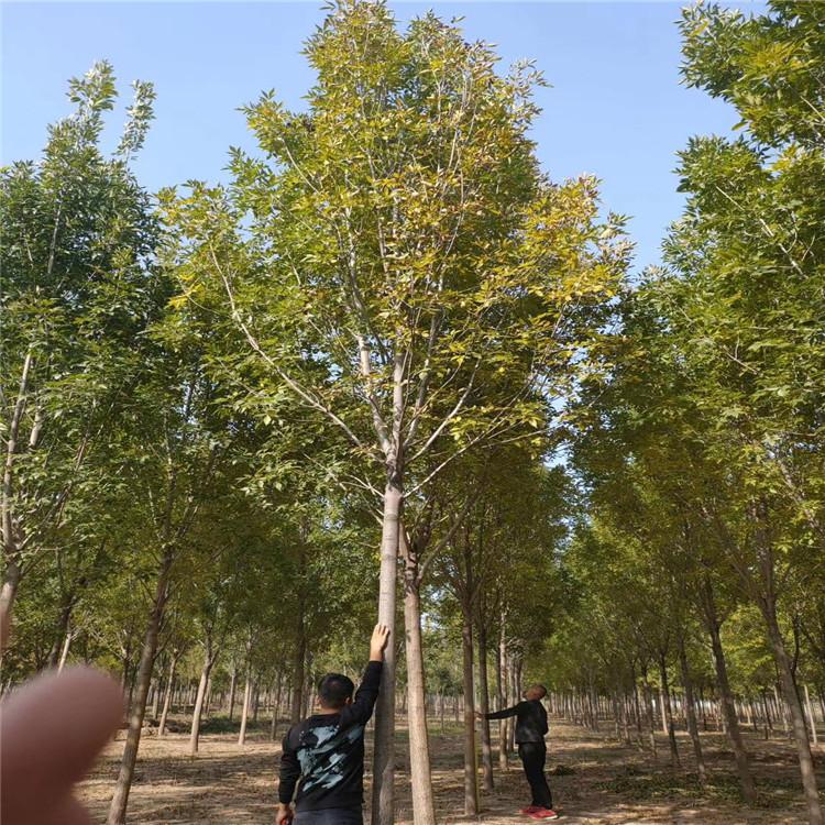 郭氏园林 移栽白蜡货源充足 园林白蜡  欢迎致电