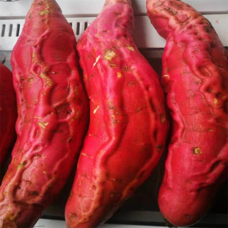 龙轩  大果地瓜新鲜稀壤沙地电烤流油红薯  烟薯25  鲜美香甜