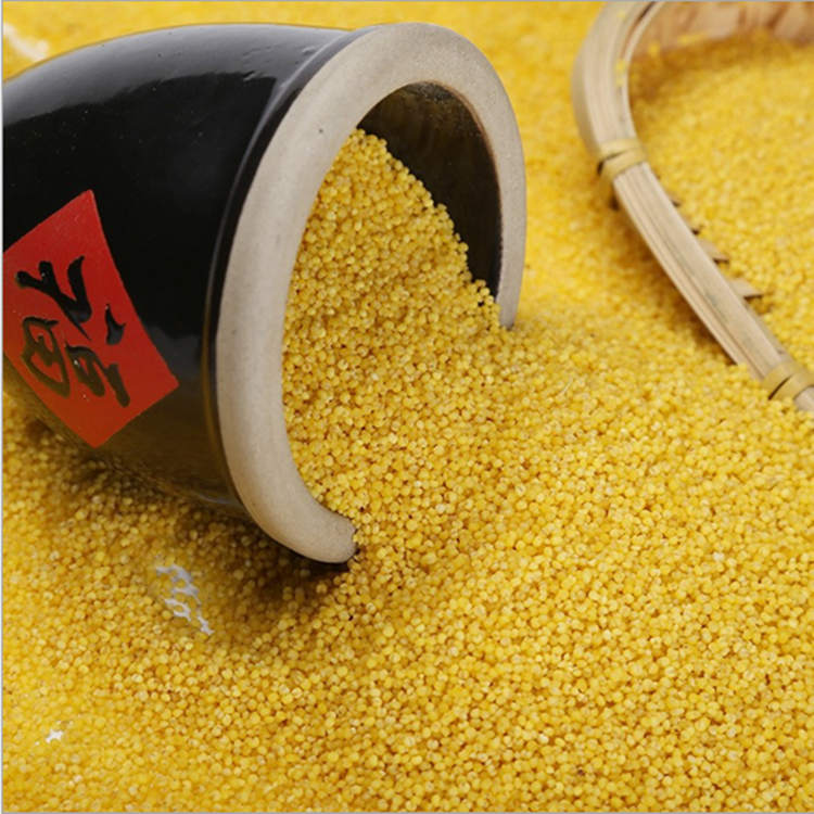 厂家批发供应 精选小米厂家 量大优惠