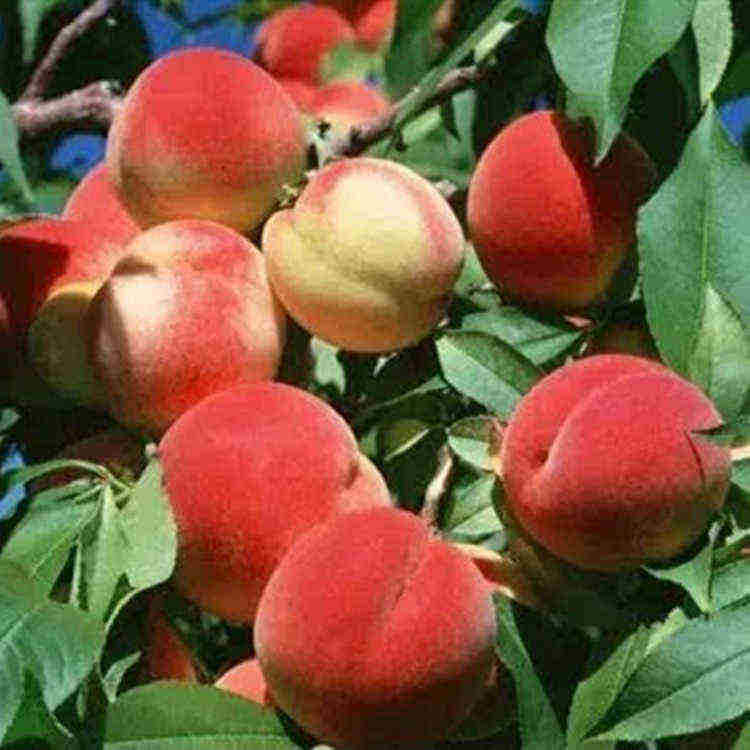 厂家直销 经城寿桃  寿桃生产批发价格