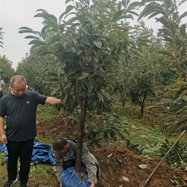  板栗树育苗 10公分板栗树 小板栗树 种植基地