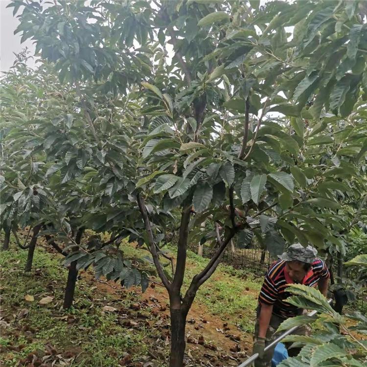  10公分板栗树 8公分板栗树 9公分板栗树 基地