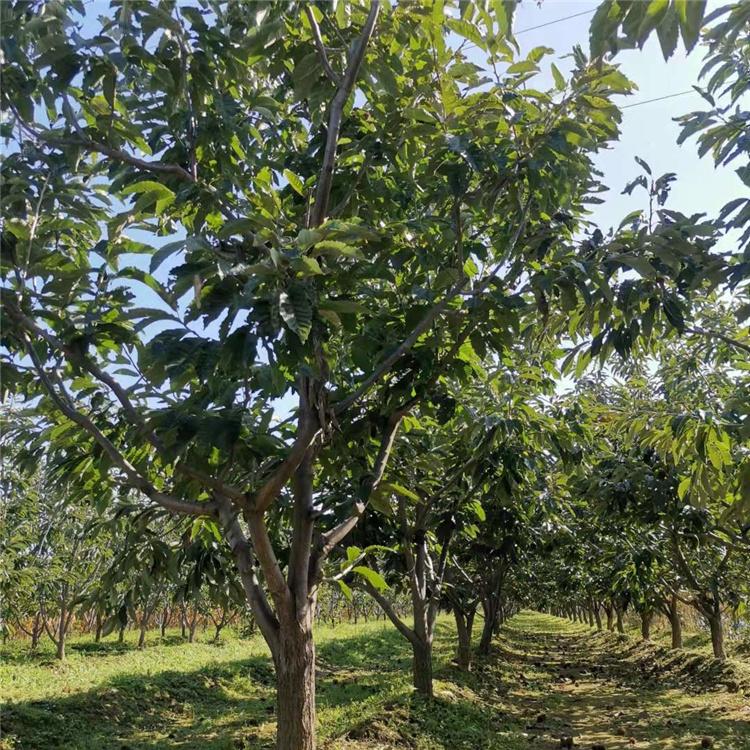  板栗树种植 大板栗树 8公分板栗树 基地