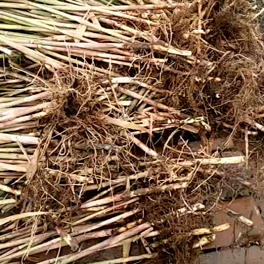 白洋淀野生芦苇苗