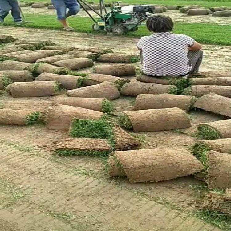 草坪批发 草坪批发价格
