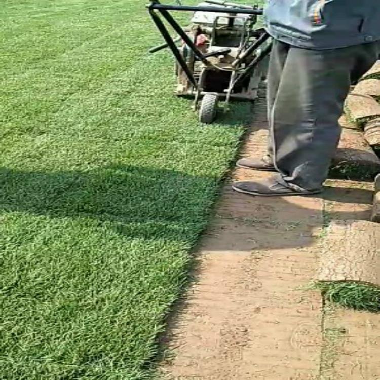 石家庄剪股颖 石家庄剪股颖供应商