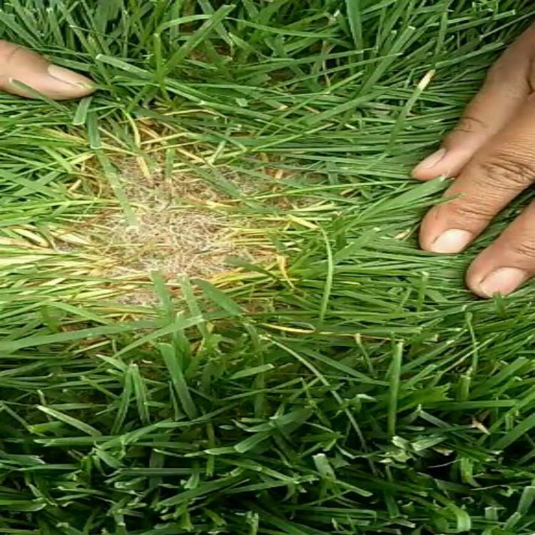 草坪批发 草坪批发价格