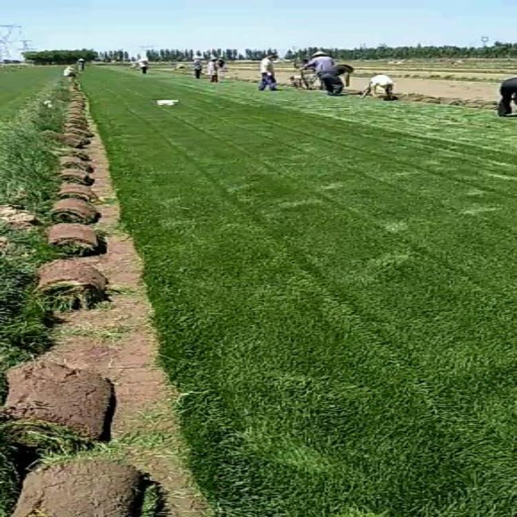 石家庄剪股颖 石家庄剪股颖供应商