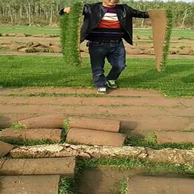 石家庄草坪 石家庄高尔夫球场草坪