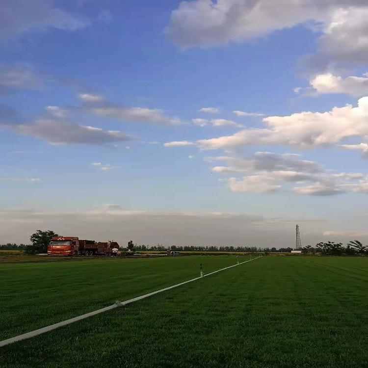 四季青草坪供应