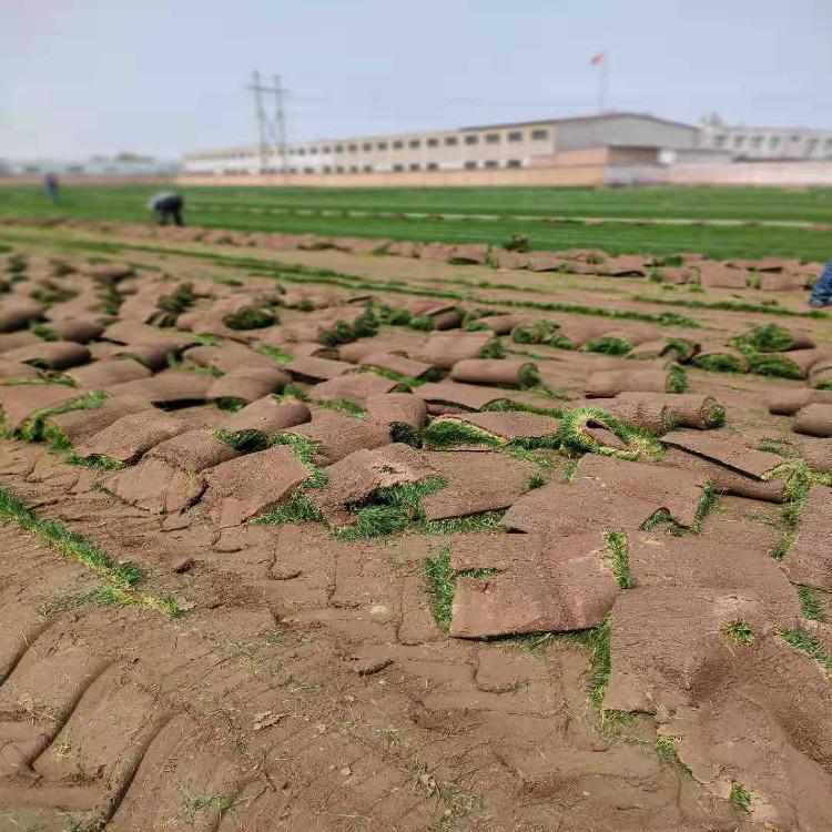 石家庄草坪 混播草坪供应 实力商家
